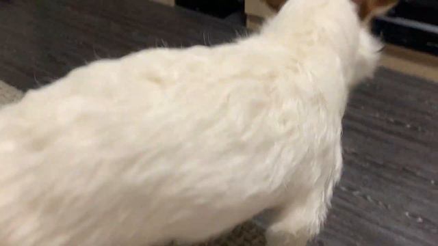 Джек Рассел против Самсунг. Прикол с собакой. Jack Russel vs Samsung. смотреть онлайн
