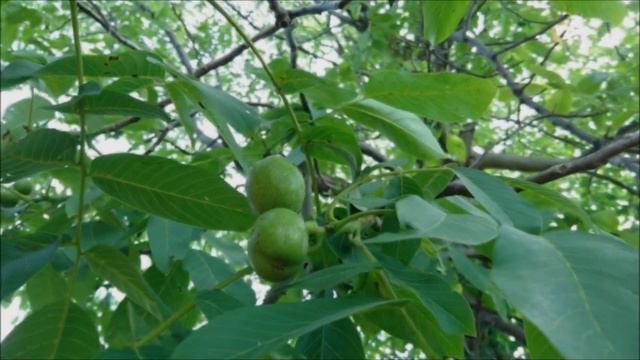 Зеленые грецкие орехи смотреть онлайн