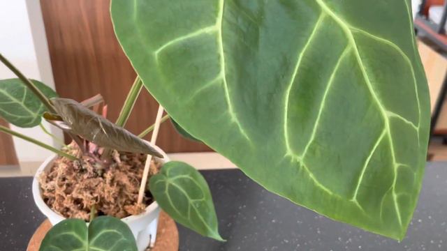 Anthurium Magnificum 'Original'