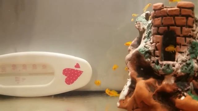 Мальки Еллоу 2 месяца смотреть онлайн