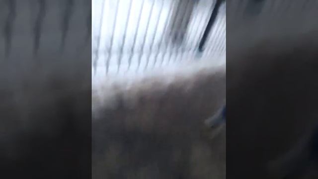 Пачка лейс новинка смотреть онлайн