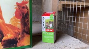 Минеральные добавки для голубей. Краснодарские борные бокатые голуби. 🤍🕊️