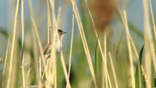 Индийская камышевка — Acrocephalus agricola (Jerdon, 1845) смотреть онлайн