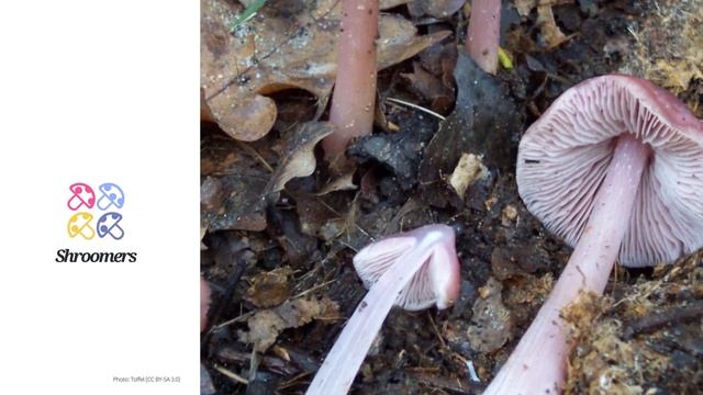 Lilac bonnet (Mycena pura) | Classification | Scientific Short Profile | Shroomers смотреть онлайн