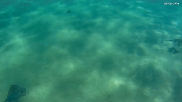 Чёрное море Скат-хвостокол, морской конёк. Black sea ( Dasyatis pastinaca, Hippocampus guttulatus) смотреть онлайн