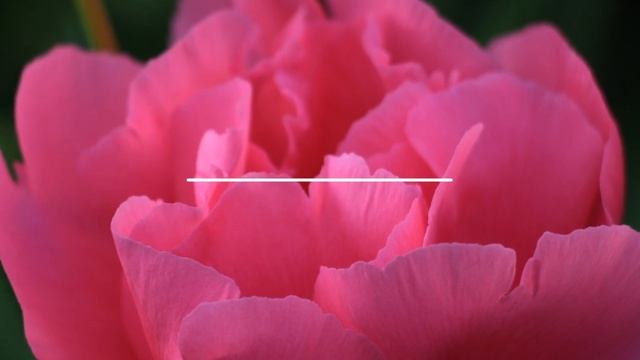 Пионы цвета Salmon. Сорта.