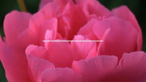 Пионы цвета Salmon. Сорта.