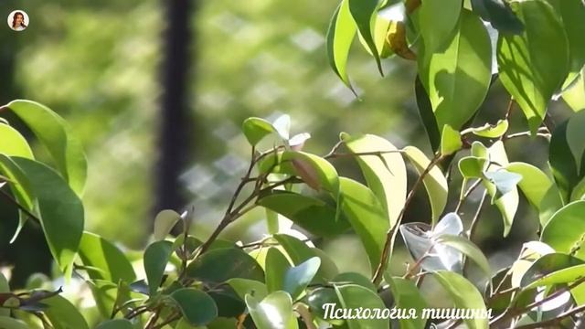 Пение прекрасных птиц*лес*Для глубокого сна и восстановления сил*Sleep* Relax* Nature Sounds* смотреть онлайн