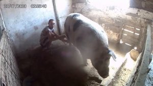 Ловим кабана резать 99.\.