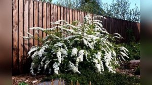 Спирея серая Грефшейм блок