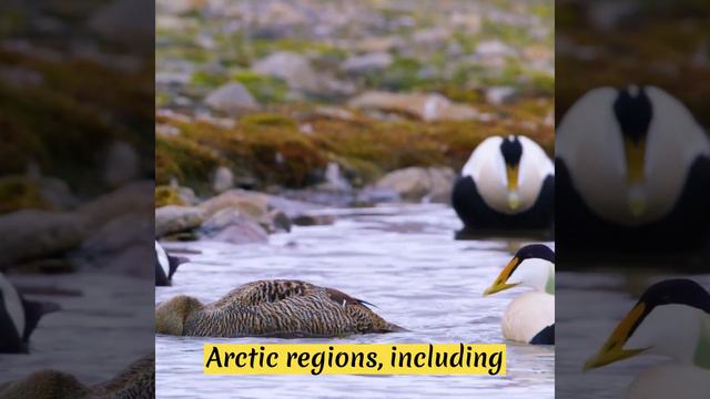 [COUNTRY BIRDS] Spectacular Birds Of Greenland: Exploring The Arctic Wilderness