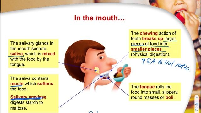 [Crash Course] O and N level Biology (06A Nutrition in Humans: Part 1) смотреть онлайн