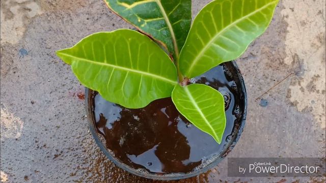 How to propagate Garden Crotons || Crotons as Houseplants смотреть онлайн