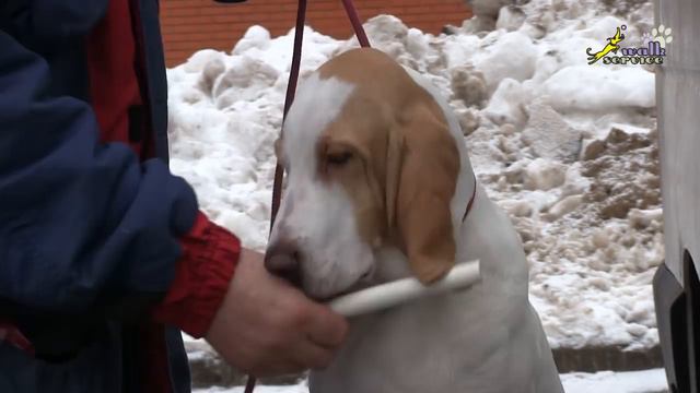 Важный момент при обучении собаки держать палку, команда апорт, дрессировка ОКД смотреть онлайн