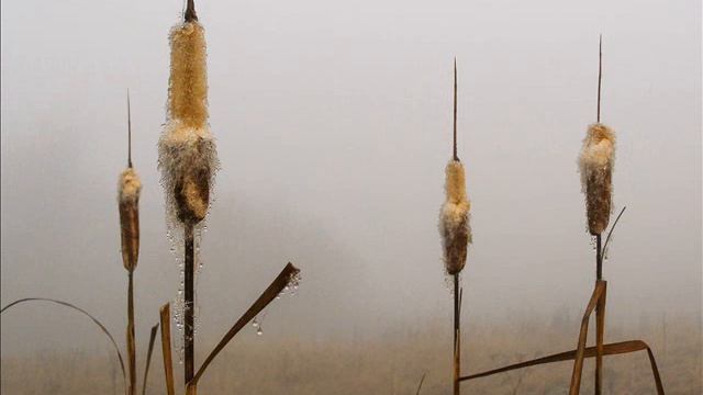 Рогоз — растение для выживания смотреть онлайн