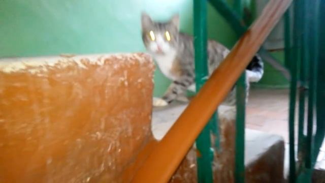 Кот разговаривает - говорит дай пройти, кот идёт домой (1)