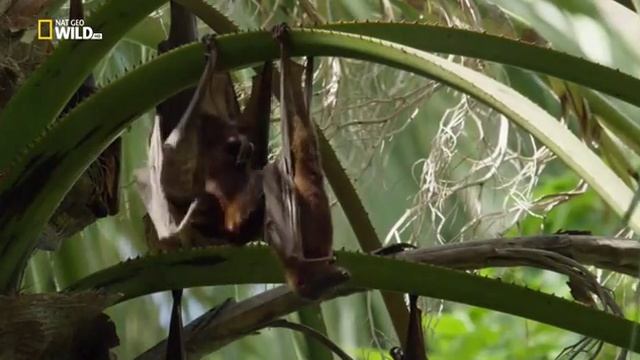 Удивительные летучие мыши смотреть онлайн