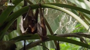 Удивительные летучие мыши