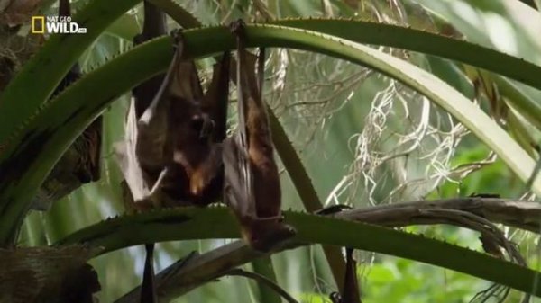 Удивительные летучие мыши