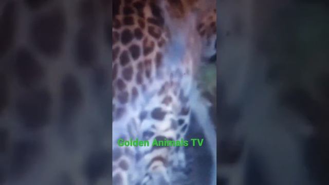 Леопард Обнимашки с детёнышем ? ? смотреть онлайн