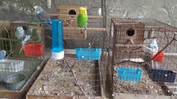 Ожереловый папугай,Коррелы, Амадины и Волнистый папугаи