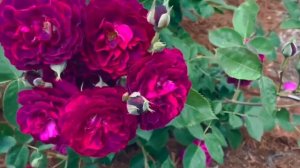 Purple Lodge Rose Spring 2023