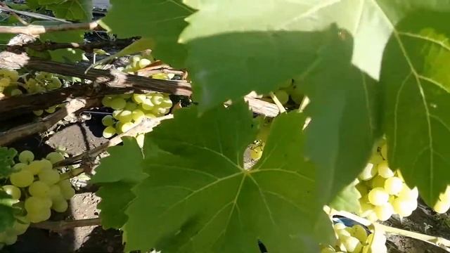 Самара. Виноград Аркадия. смотреть онлайн
