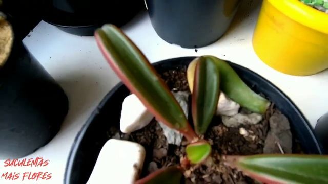 Peperomia Graveolens /Suculentas Em Apartamento
