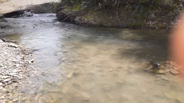 Река пение птиц смотреть онлайн