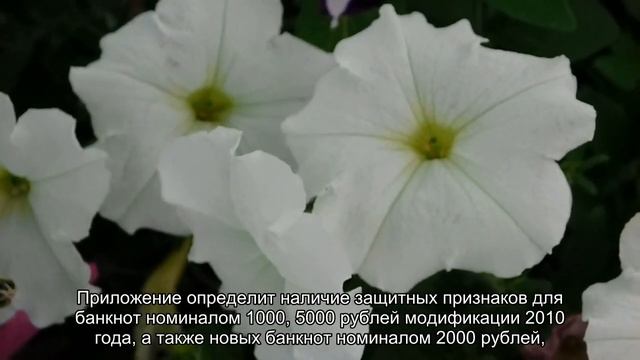 Как проверить подлинность денег с помощью смартфона смотреть онлайн