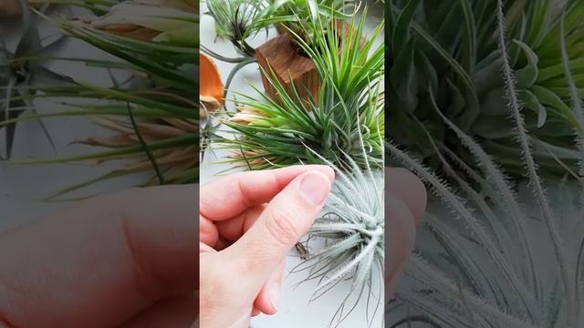 Сухие кончики у тилландсий смотреть онлайн