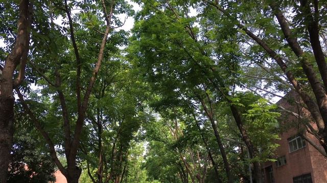 北美木蘭（Magnolia virginiana）2017/6/10 台大校園 照片集 смотреть онлайн