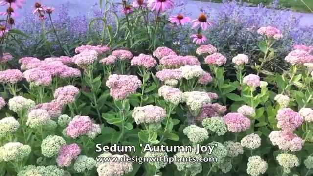 Sedum 'Autumn Joy' - 'Herbstfreude'