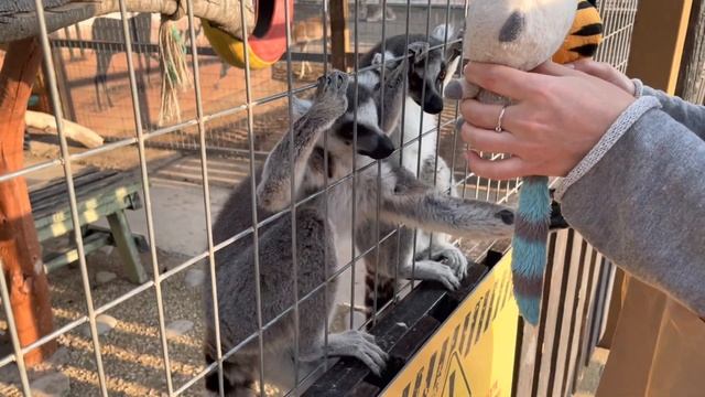 Cyprus Camel Park смотреть онлайн