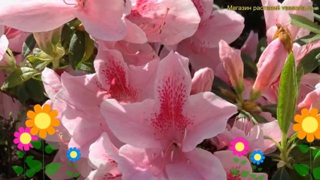 Азалия японская Сесиль. Краткий обзор, описание характеристик rhododendron obtusum Cecile смотреть онлайн