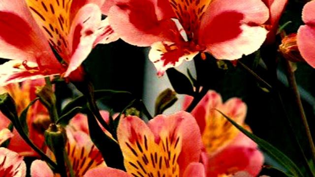 Astromelia - Bloom (The Paper Kites Cover) смотреть онлайн