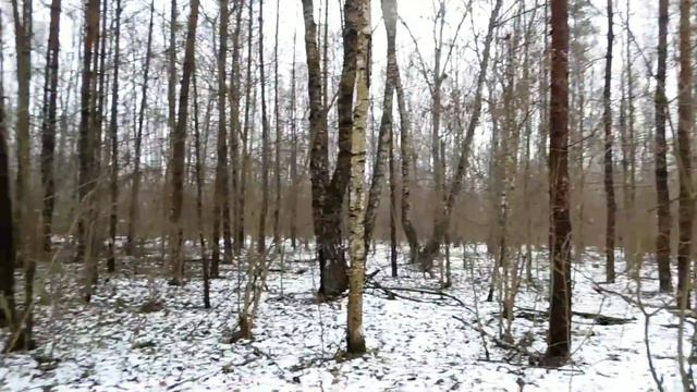 Коп чешуя Ивана 3 Новгородка Зимний лес смотреть онлайн