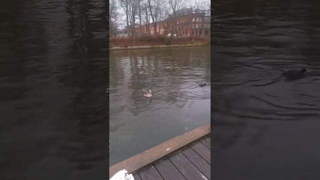 Пекинская утка, на ужин, могла бы.... быть.. но увы.