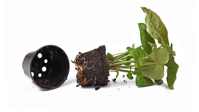 Syngonium Care Tips And Propagation | Syngonium Plant Care + Soil Mix And Fertilizer