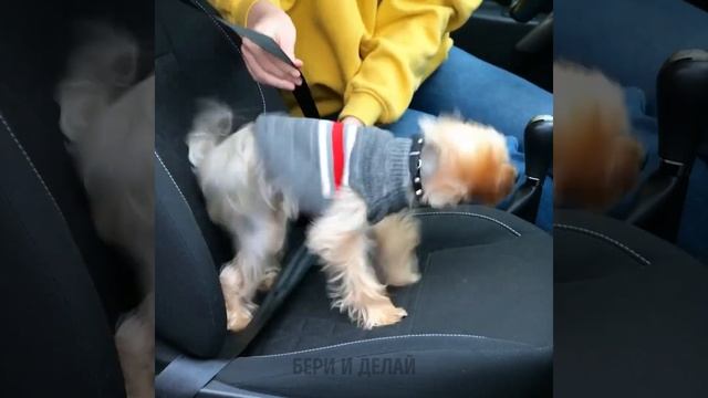 ПОТРЯСАЮЩИЕ ГАДЖЕТЫ ДЛЯ ВЛАДЕЛЬЦЕВ ДОМАШНИХ ЖИВОТНЫХ смотреть онлайн