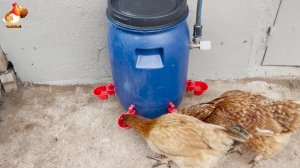 Автопоилка на 50 л для кур на улице