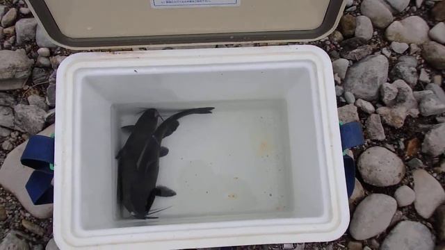 СОМЫ обитающие в ЯПОНСКИХ горных реках.