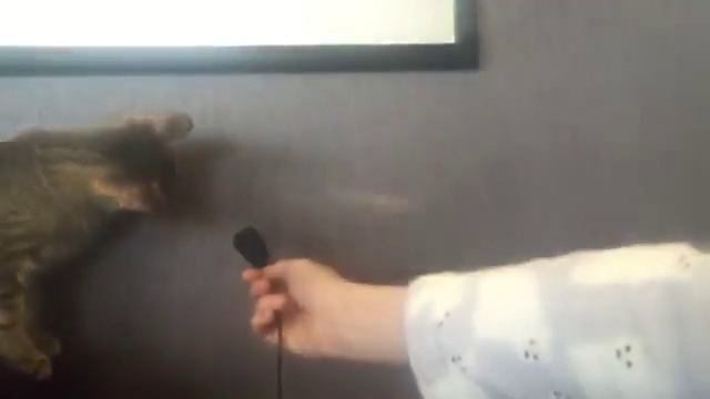 Кошка гавкает !!!!! смотреть онлайн