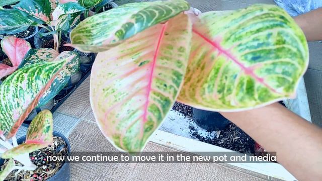 Moonlight Aglaonema Chinese Evergreen Propagation And Caring   Aglaonema Moonlight Repotting Proces