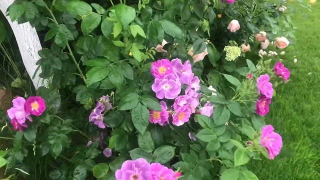 Под дождём.. Цветёт плетистая роза БАЯЦЦО, Жубиле дю принц де Монако, Рапсоди ин блю ? смотреть онлайн