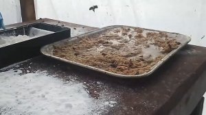 Весенняя подкормка пчёл красным перцем и сухим молоком.