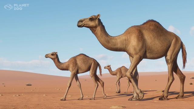 New Dromedary Camel! | Planet Zoo Arid Animal Pack | Screenshot Reveals смотреть онлайн
