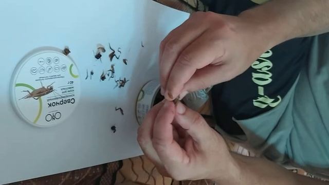 Кормим птичку. Стриж смотреть онлайн