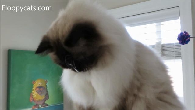 Ragdoll Cats Receive Coastal Pet Products Safari Cat Combs for Grooming and Fleas - Floppycats смотреть онлайн