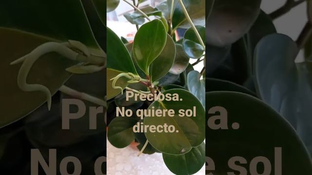 Peperomia obtusifolia смотреть онлайн